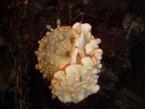 nudibranch 1.jpg